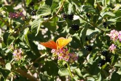 KONICA MINOLTA DIGITAL CAMERA