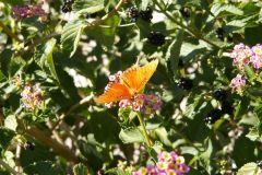 KONICA MINOLTA DIGITAL CAMERA