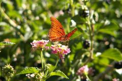 KONICA MINOLTA DIGITAL CAMERA